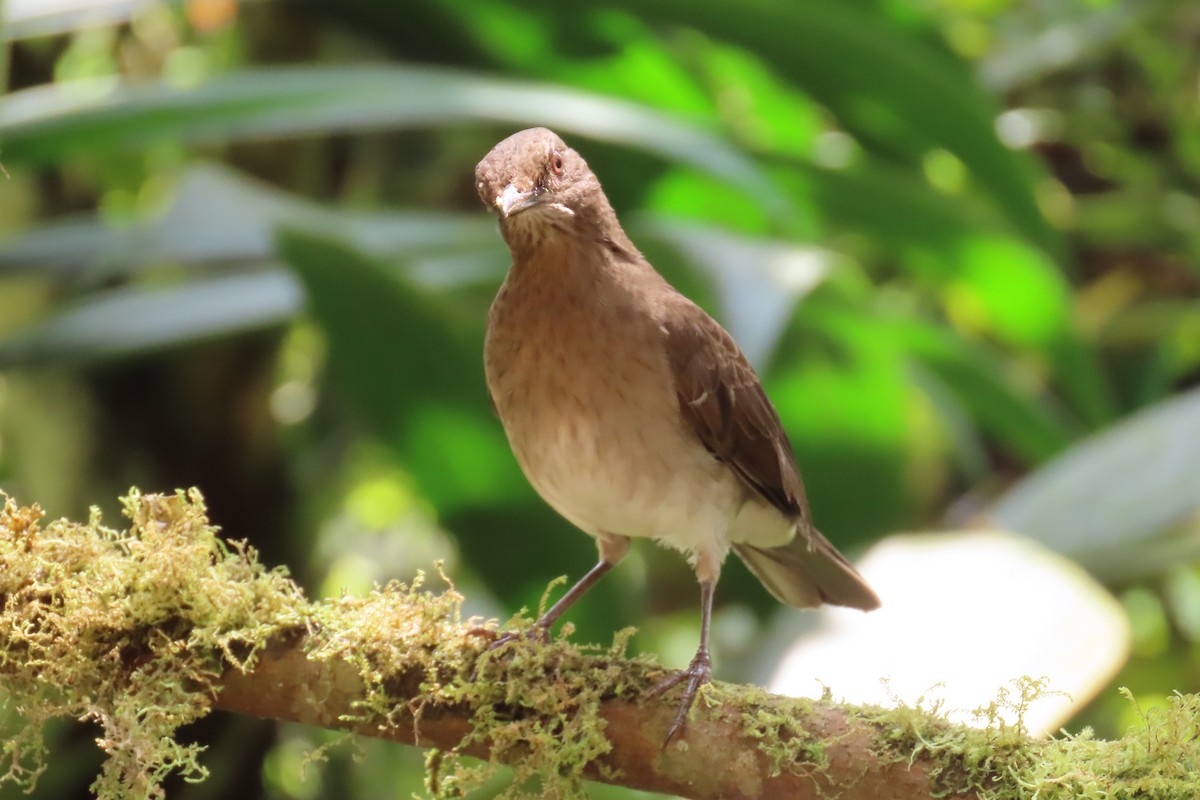 Zorzal Piquinegro - ML646818298