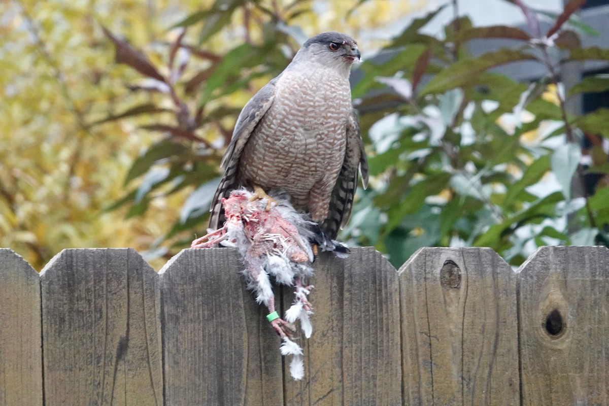 Cooper's Hawk - ML646818299