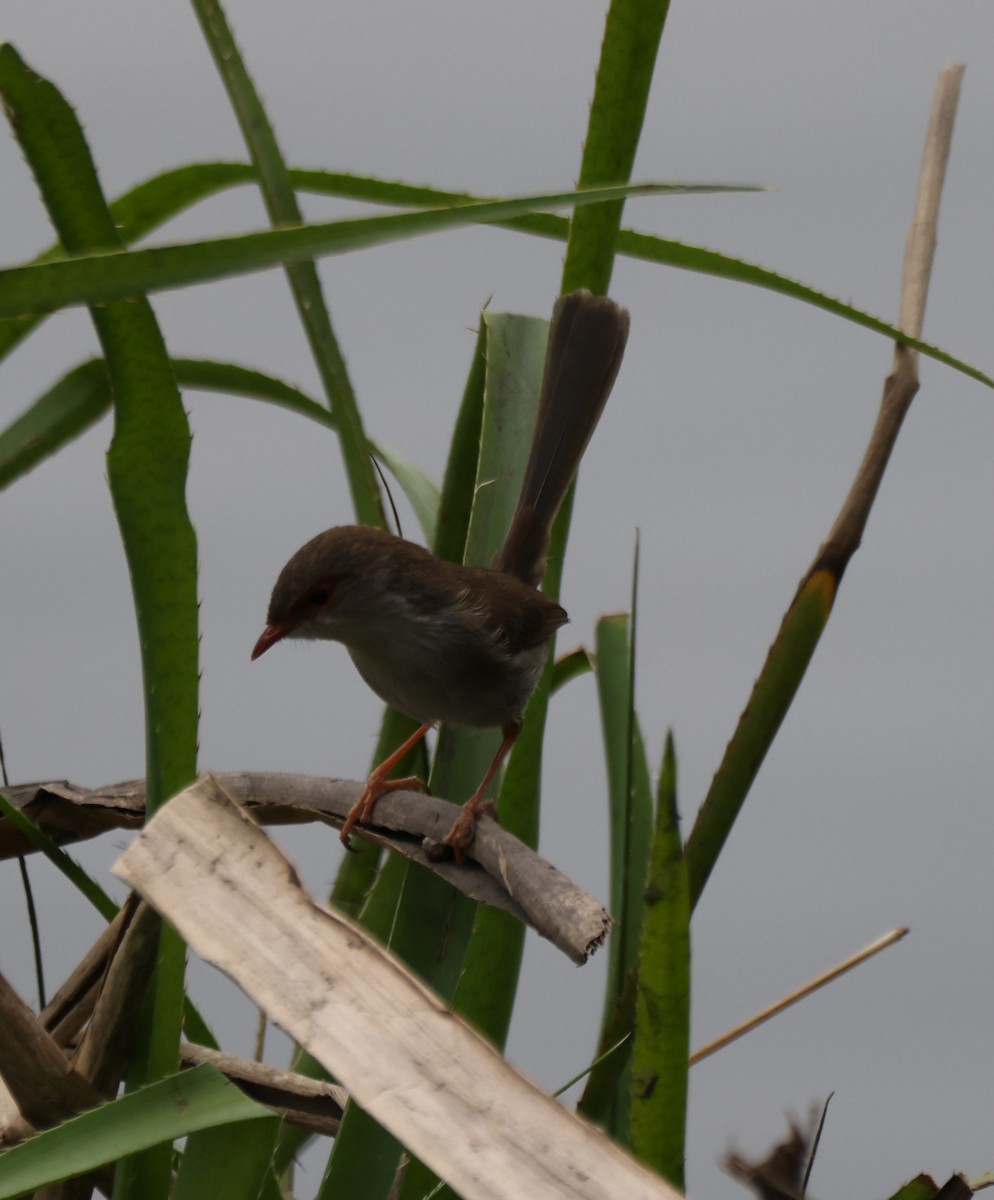 Великолепный малюр - ML646818300