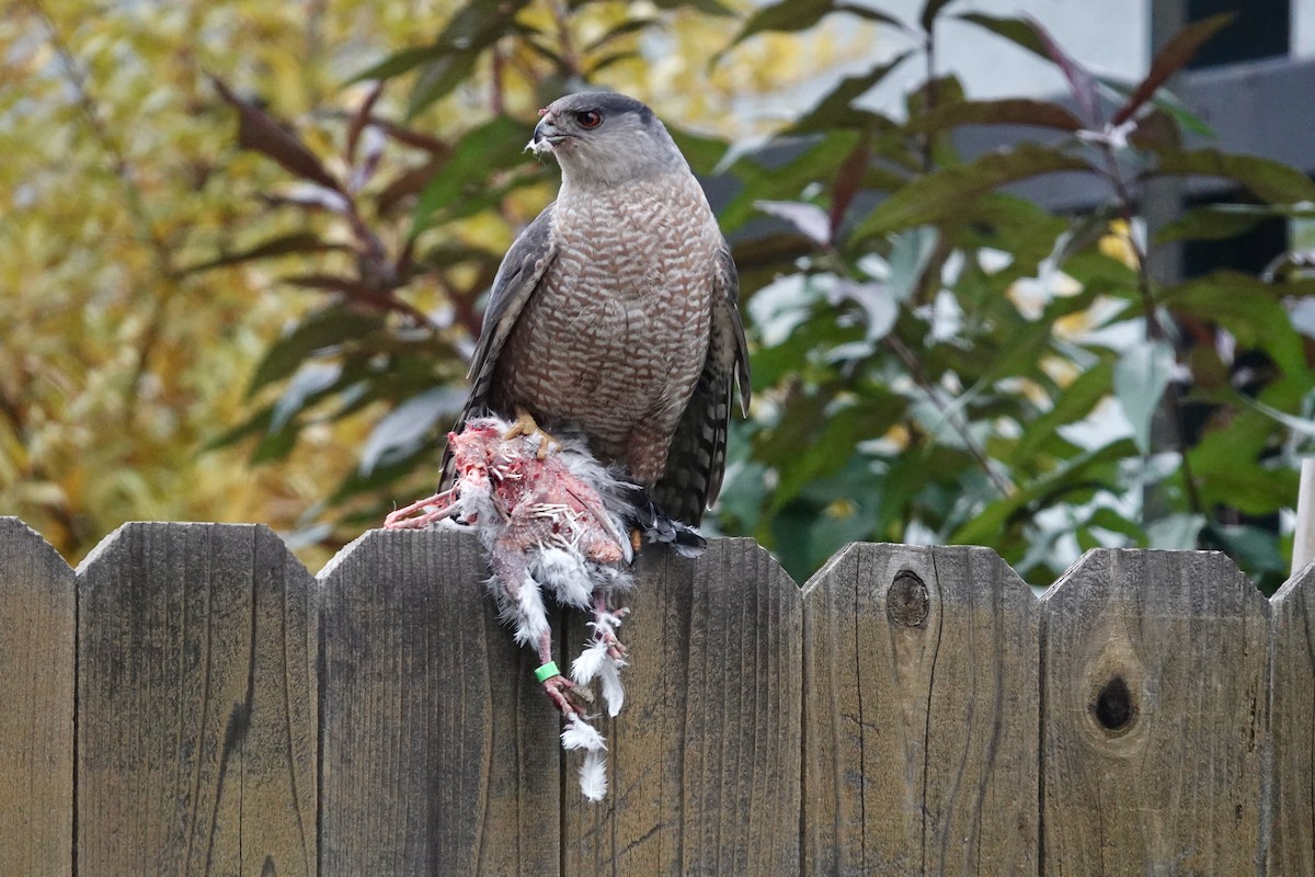 Cooper's Hawk - ML646818301