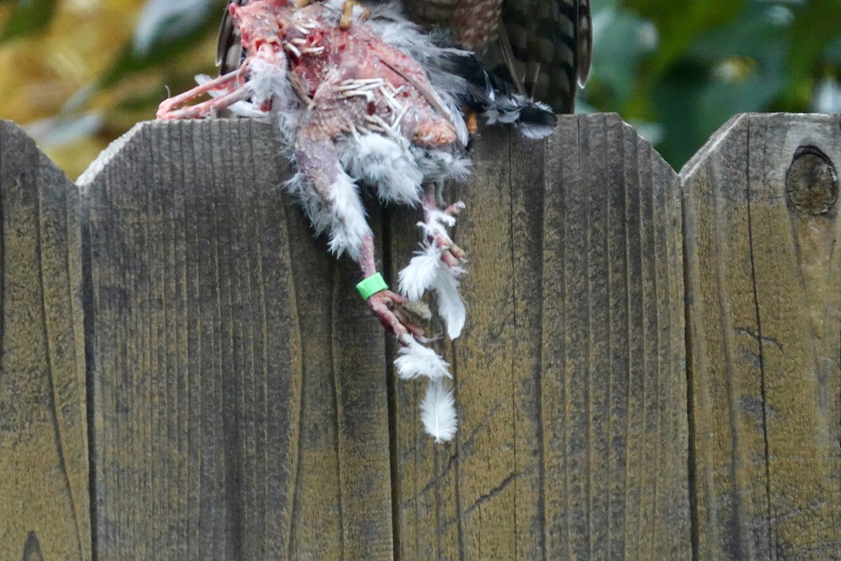 Cooper's Hawk - ML646818302