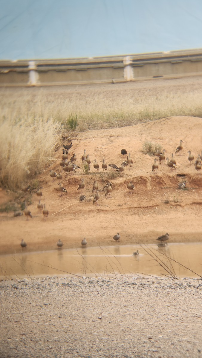 husička australská - ML646818303