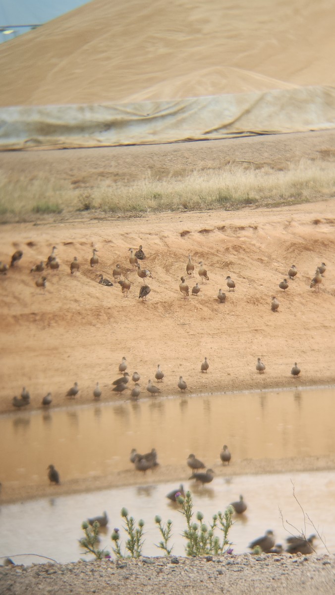 husička australská - ML646818304