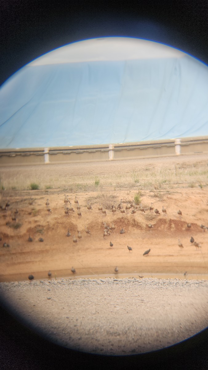 husička australská - ML646818305