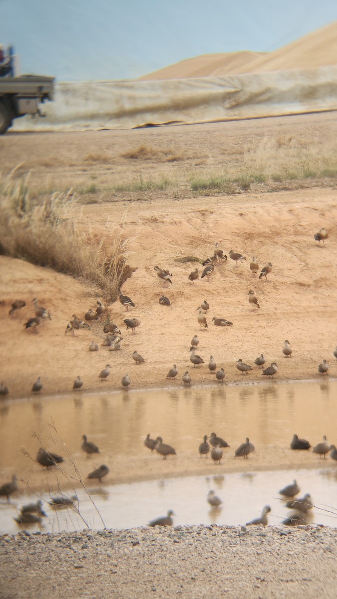 husička australská - ML646818306