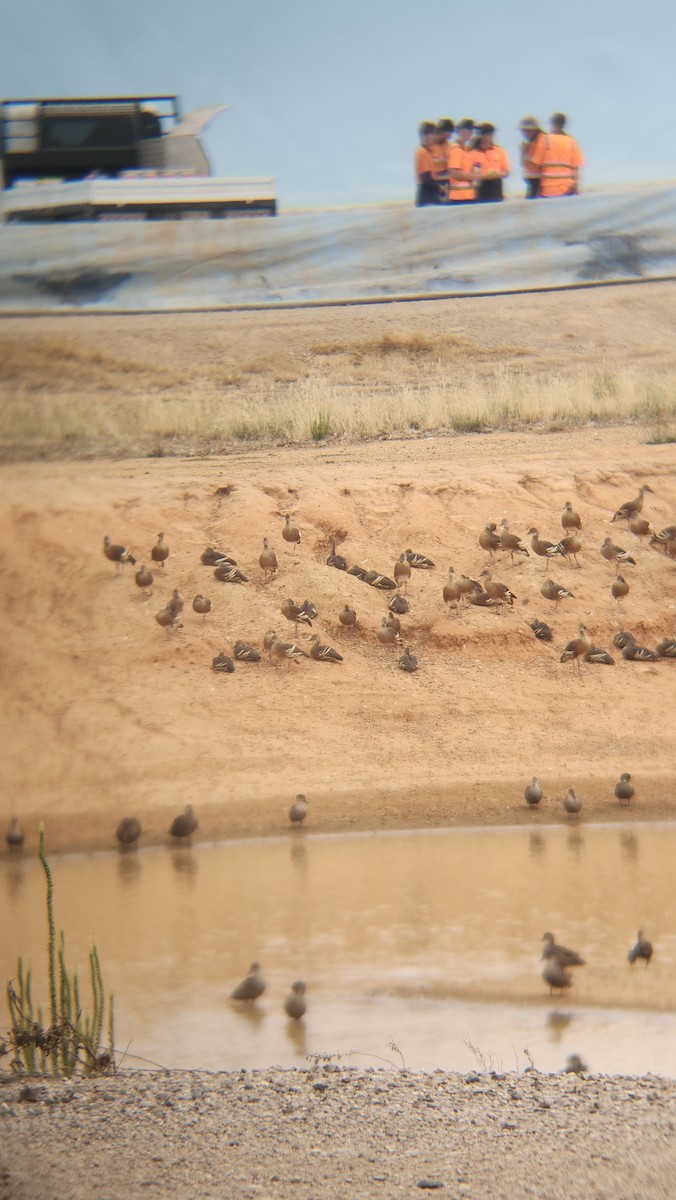 husička australská - ML646818307