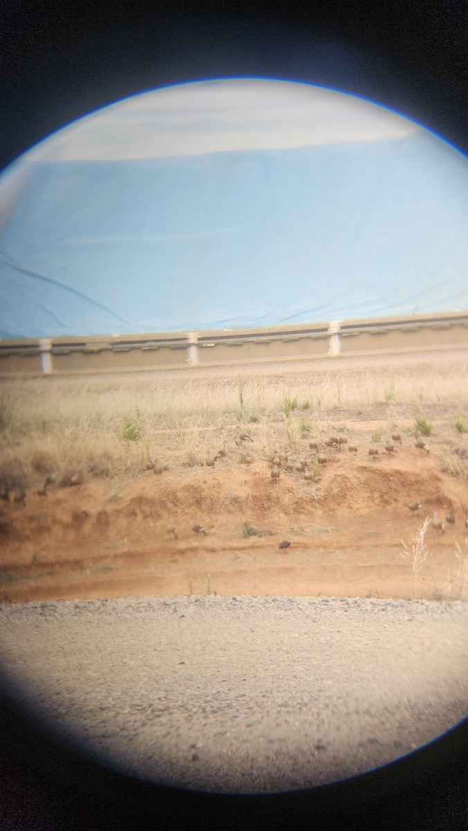 husička australská - ML646818308