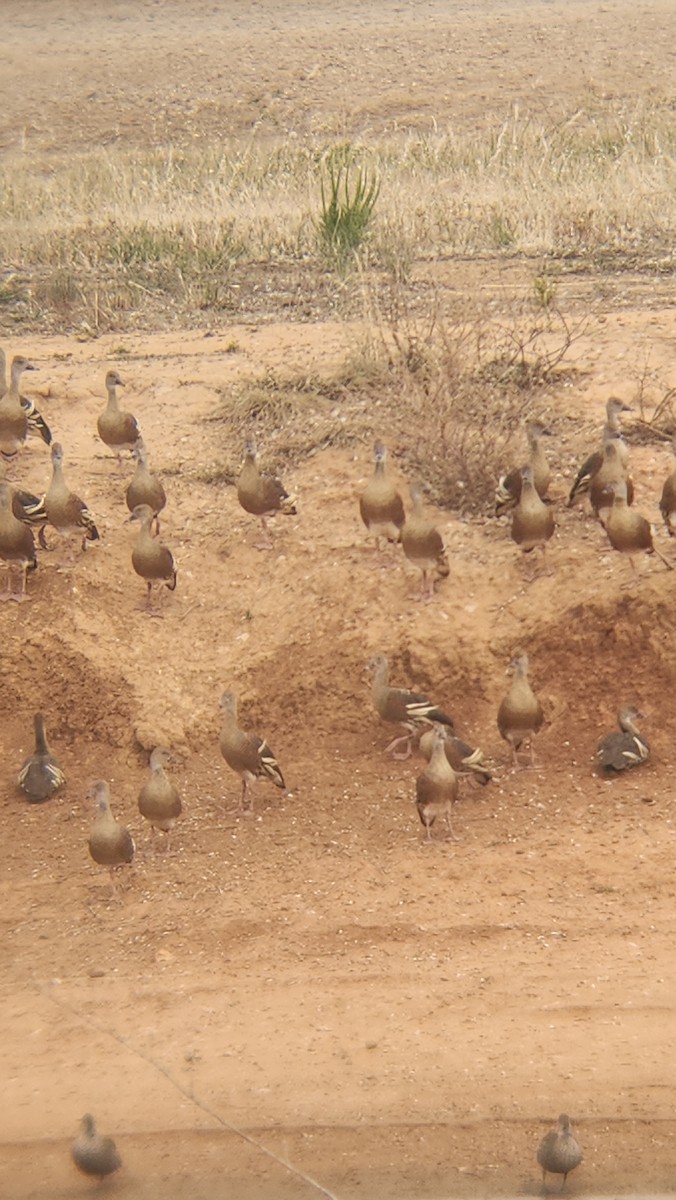 husička australská - ML646818309