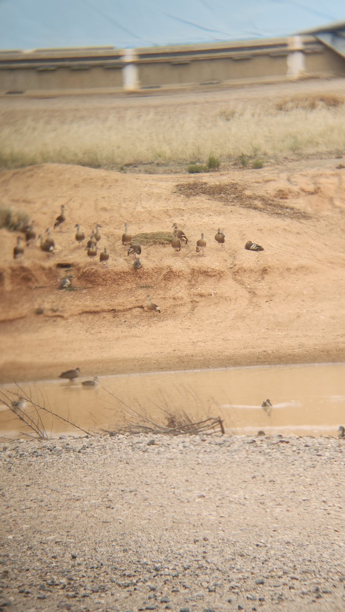 husička australská - ML646818310