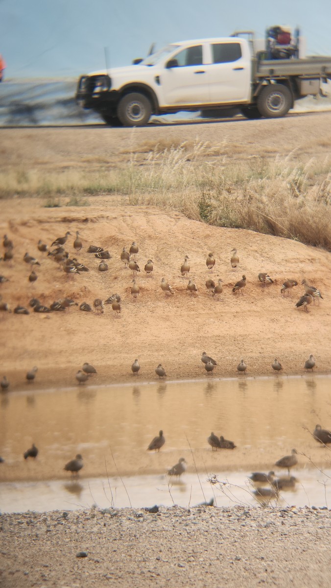 husička australská - ML646818311