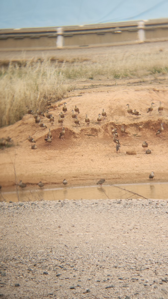 husička australská - ML646818312