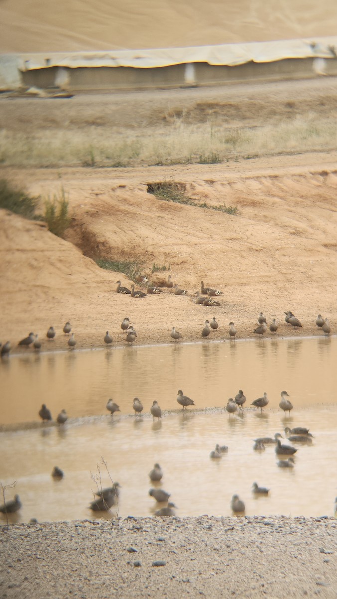 husička australská - ML646818313