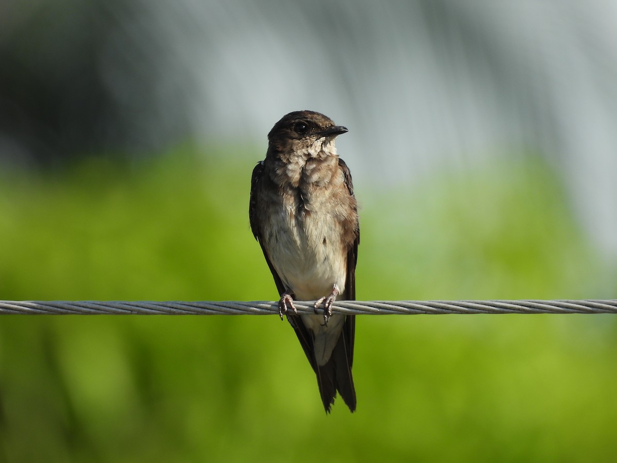 Gri Göğüslü Kırlangıç - ML646818314