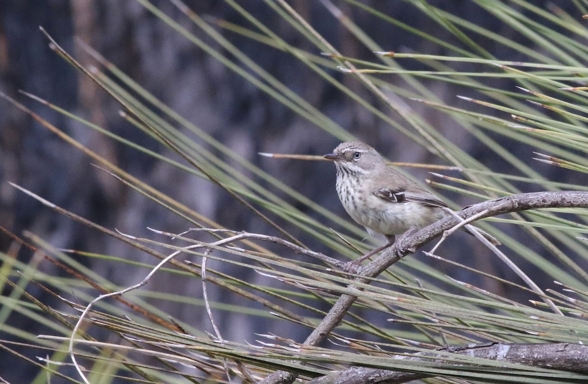 Spotted Scrubwren - ML646818315