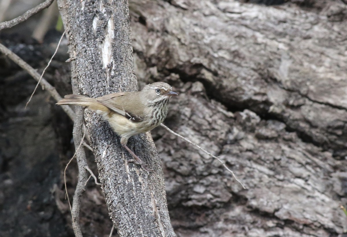 Spotted Scrubwren - ML646818316