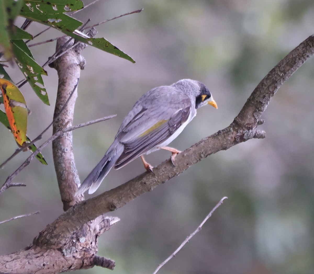 Черношапочная манорина - ML646818320