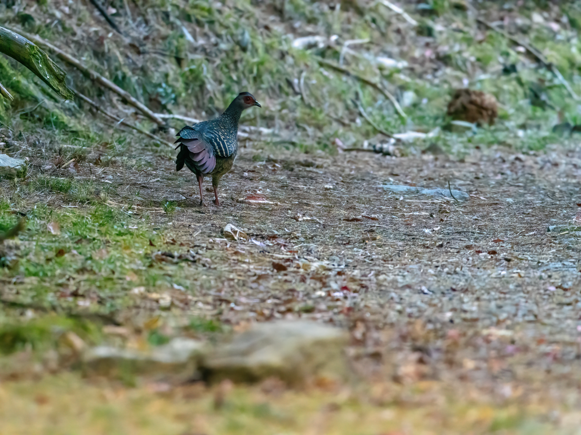Тайваньский фазан - ML646818322