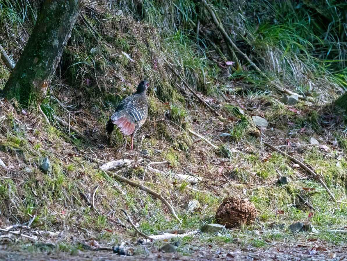 Тайваньский фазан - ML646818323