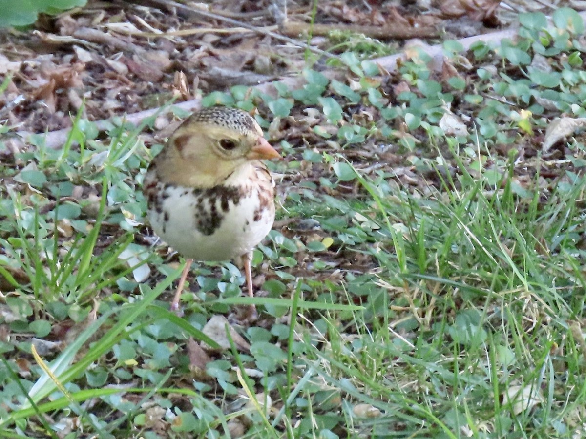 Harris's Sparrow - ML646818324