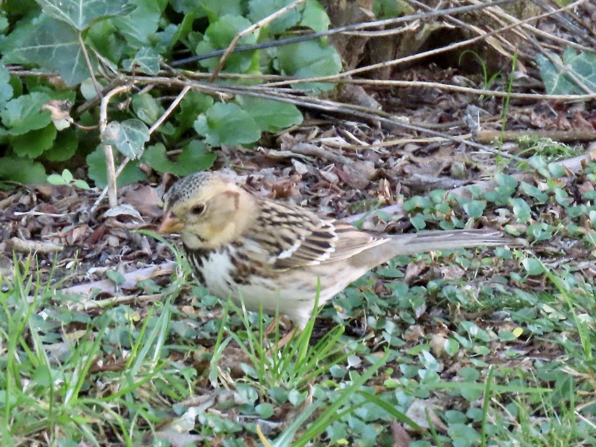 Harris's Sparrow - ML646818325