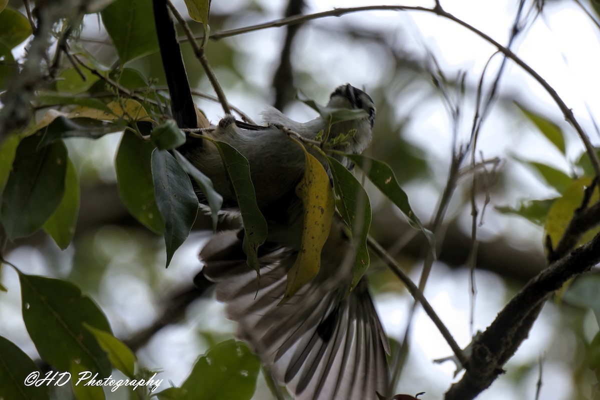 Оругеро смугасточеревий - ML646818326