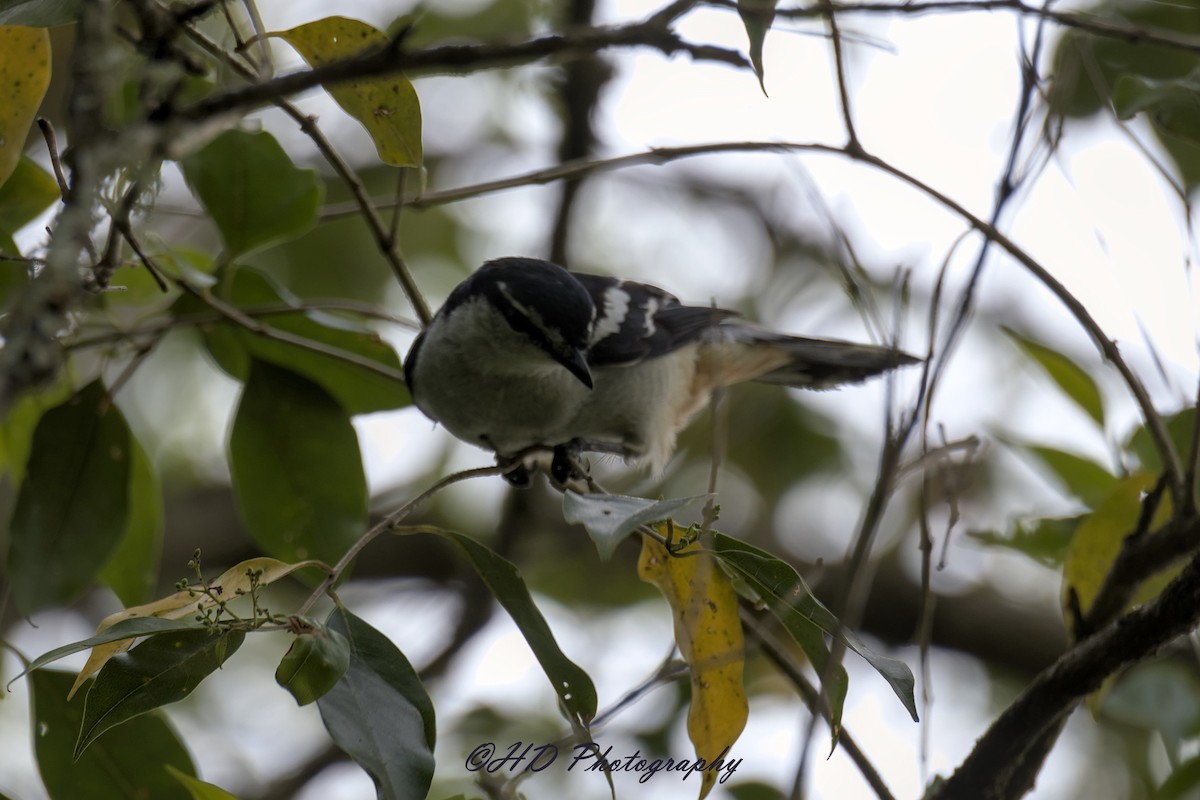 Оругеро смугасточеревий - ML646818327