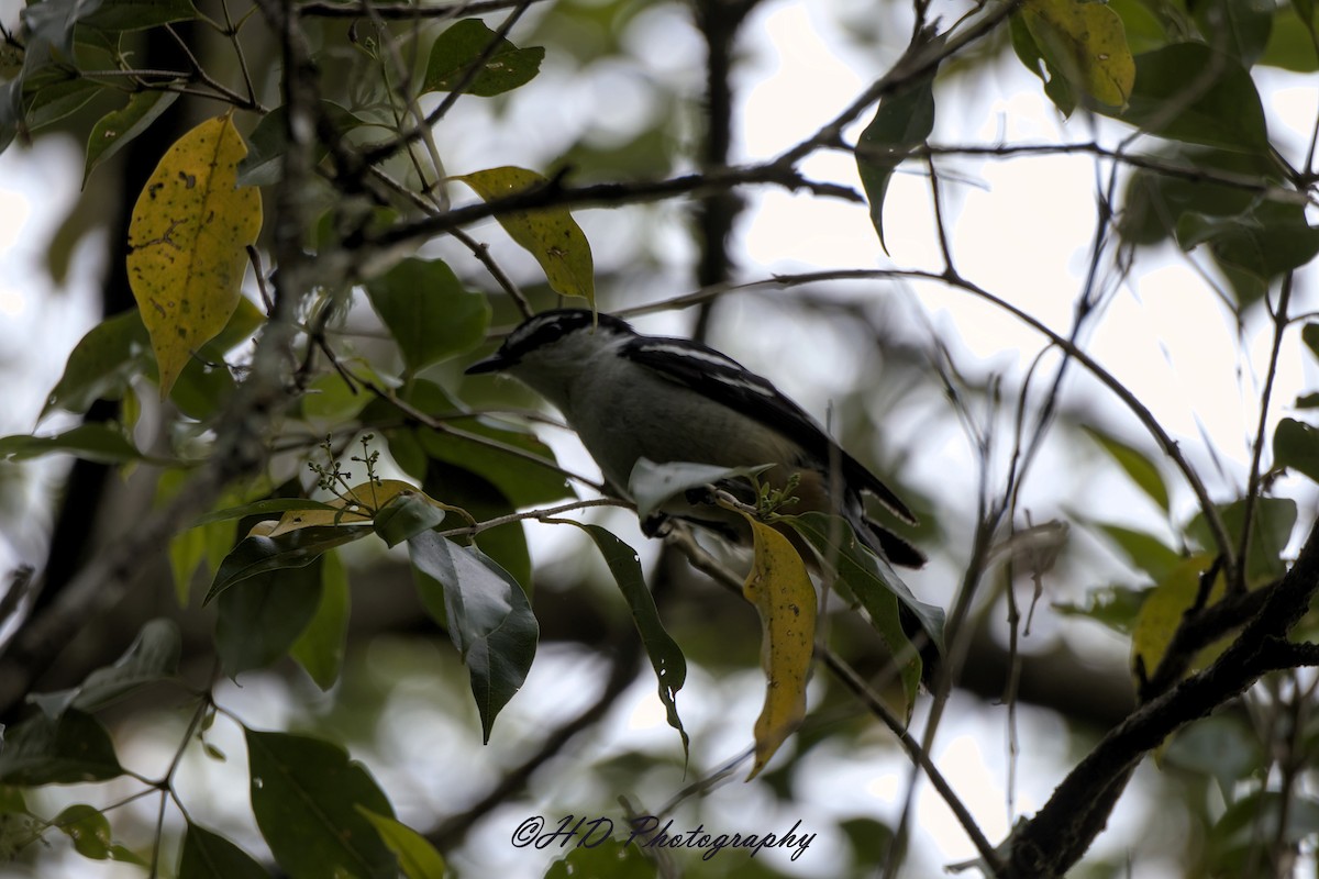 Оругеро смугасточеревий - ML646818328