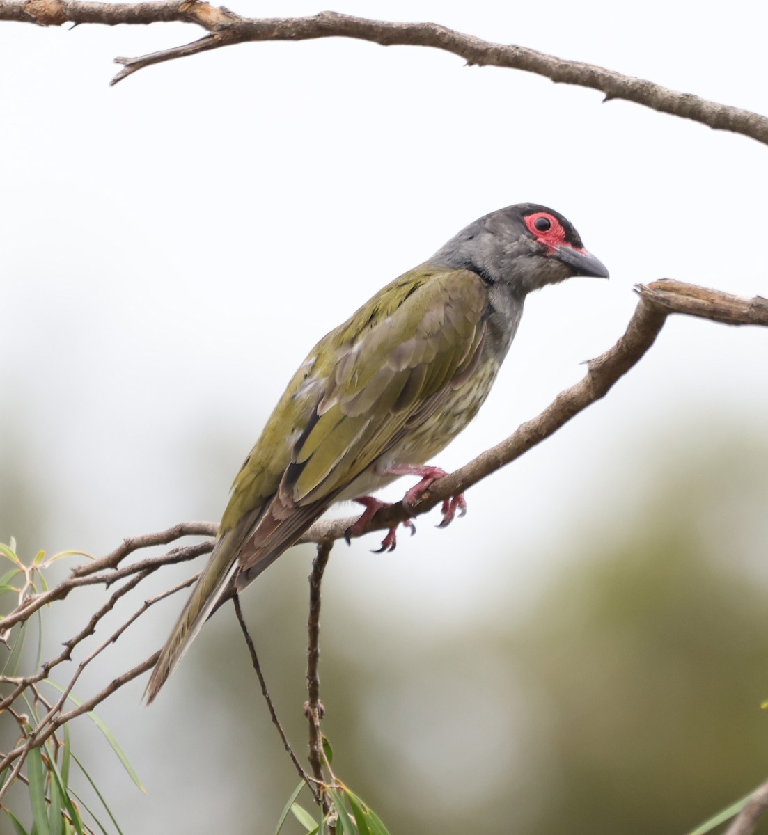 Зелёная инжирница - ML646818336