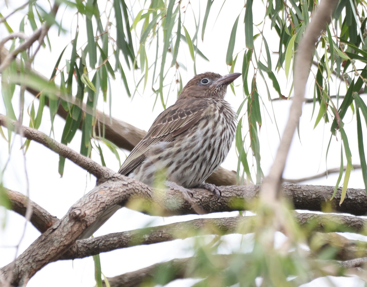 Зелёная инжирница - ML646818337