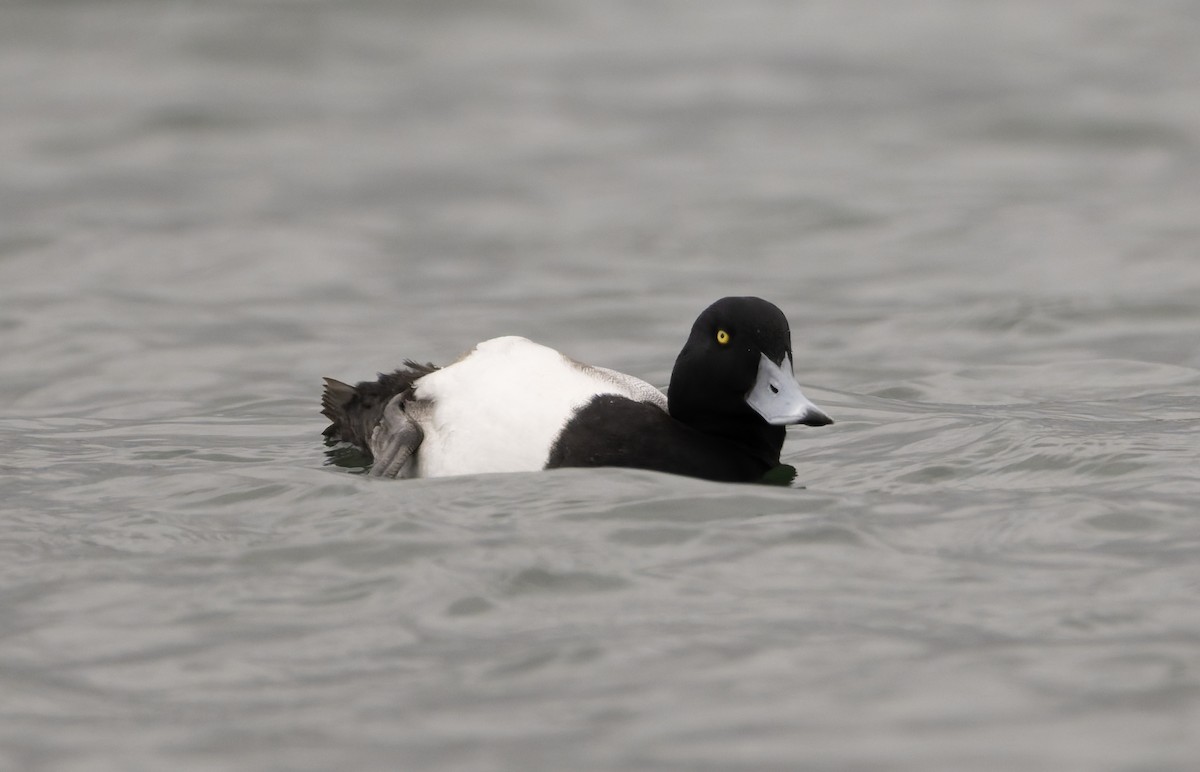 Bergente - ML646818339