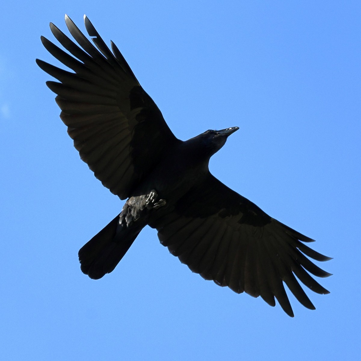 Large-billed Crow - ML646818340