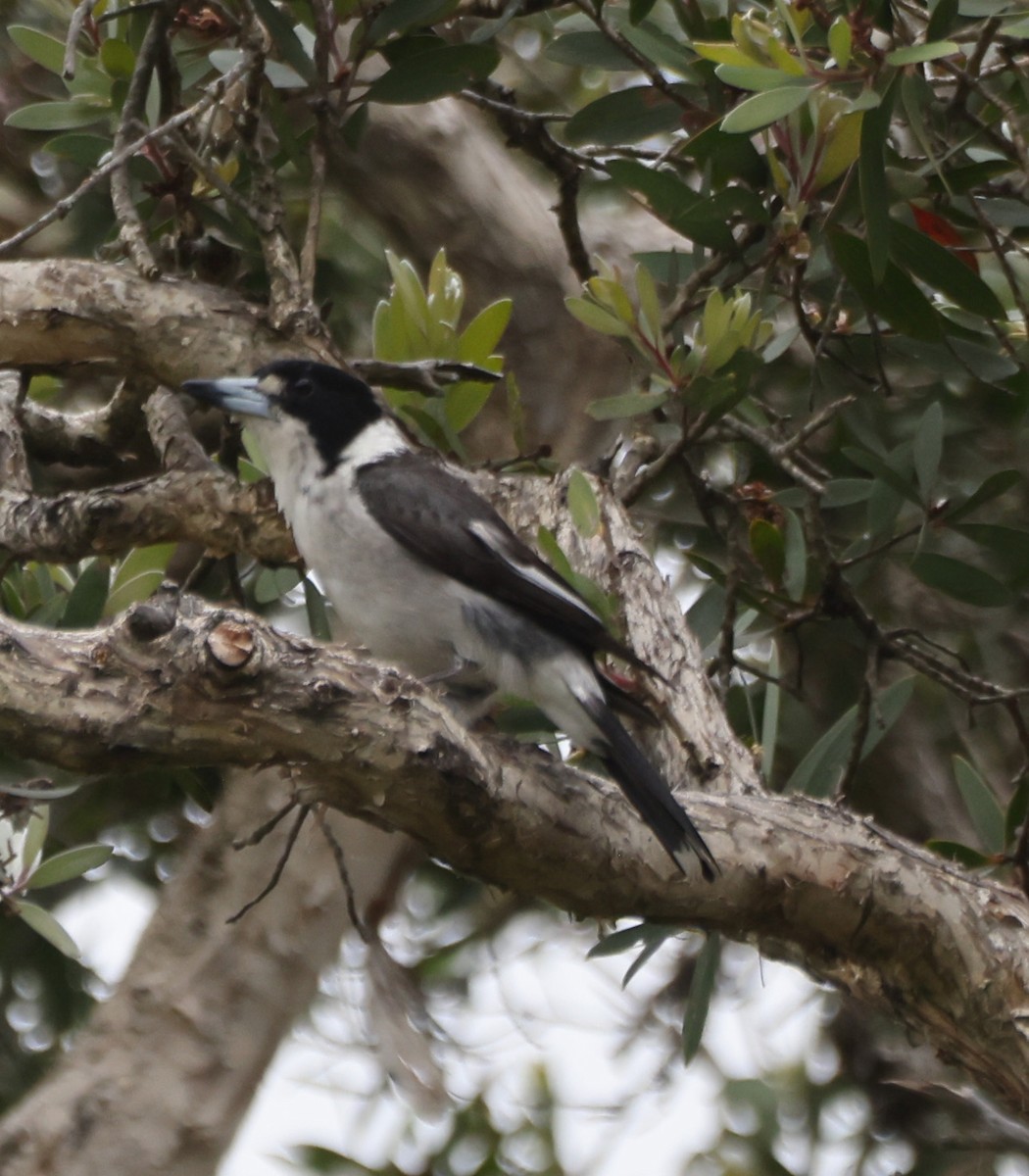 Серая флейтовая птица - ML646818343