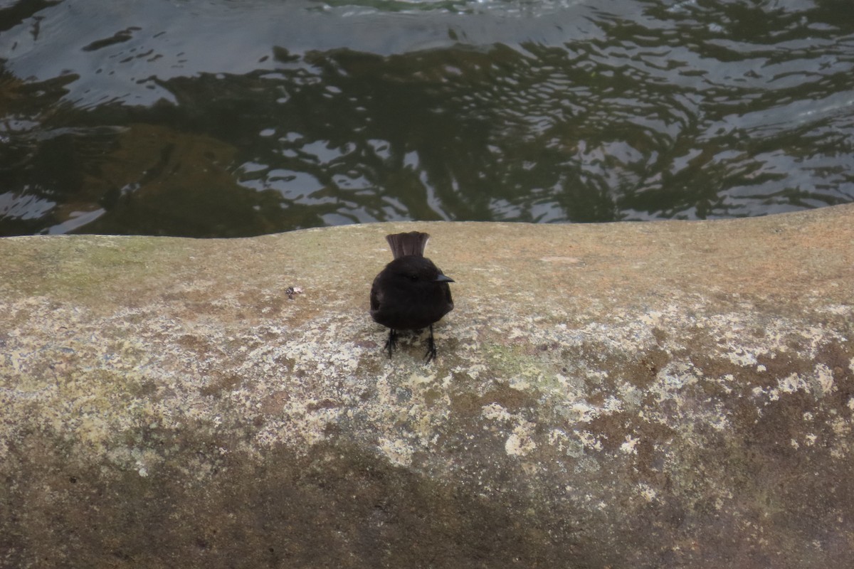 Black Phoebe - ML646818344