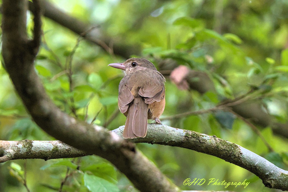 Little Shrikethrush - ML646818345