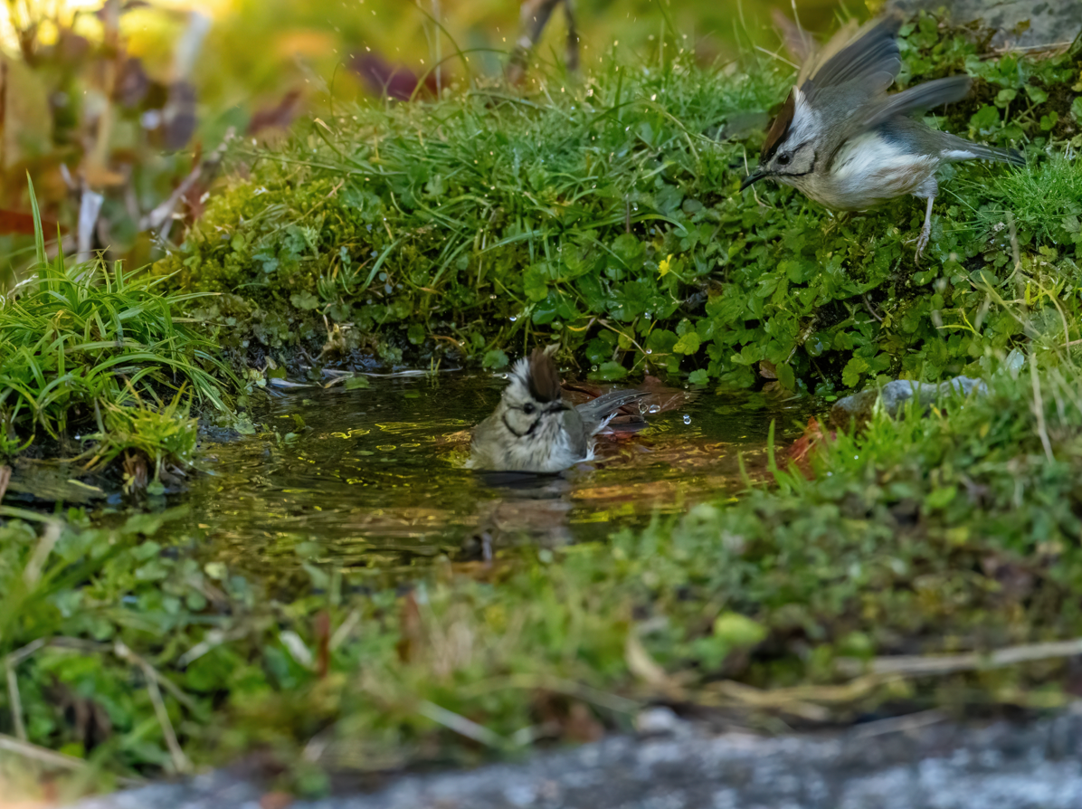 Тайваньская юхина - ML646818347