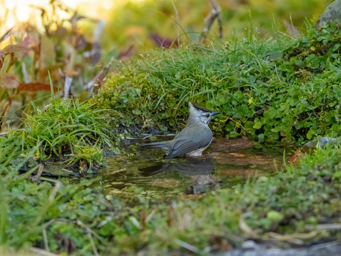 Тайваньская юхина - ML646818348