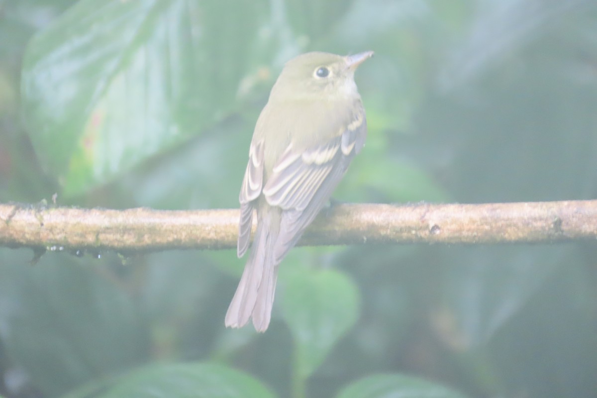 Acadian Flycatcher - ML646818349