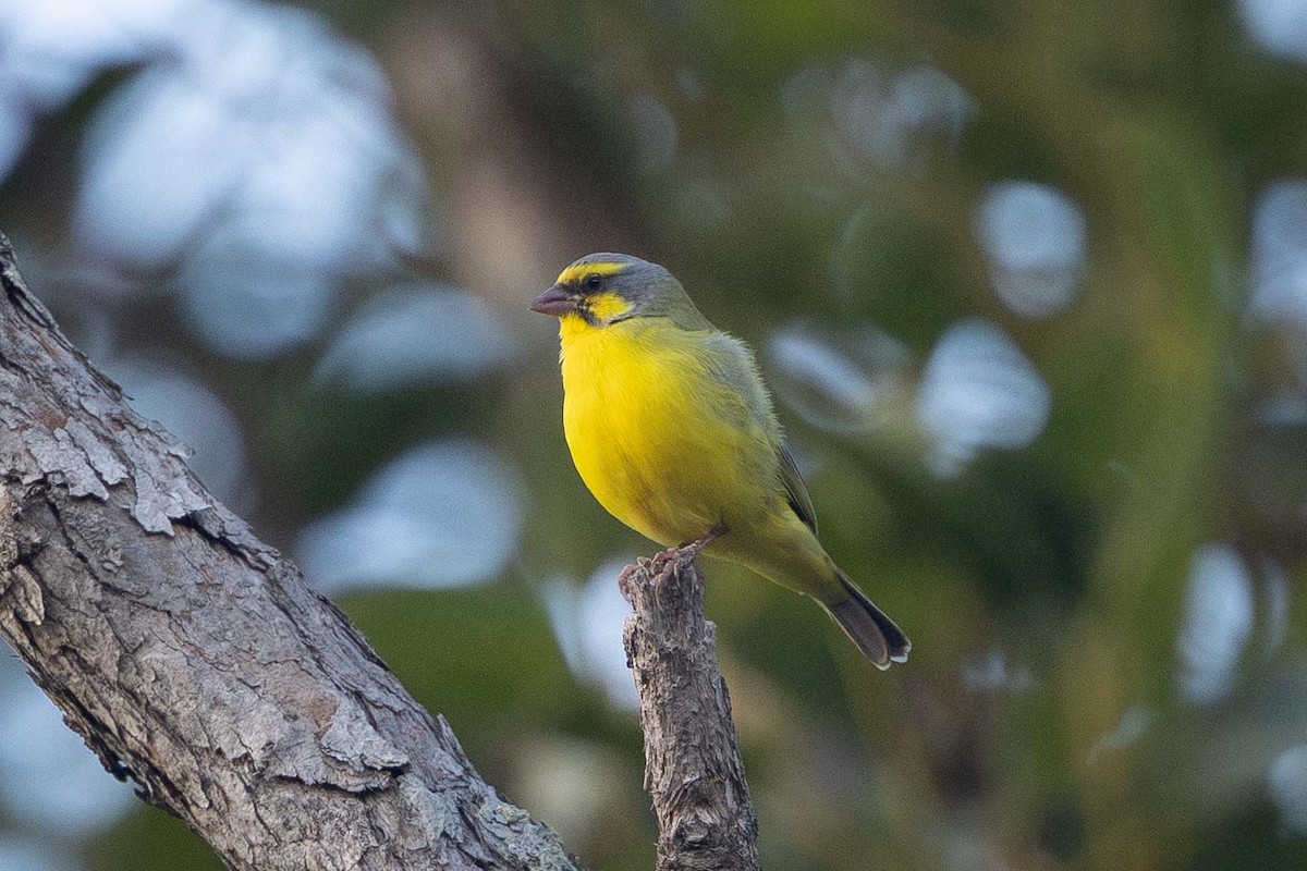 Yellow-fronted Canary - ML646818351