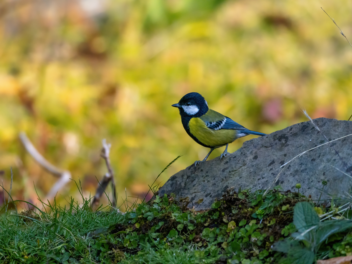 Зеленоспинная синица - ML646818354