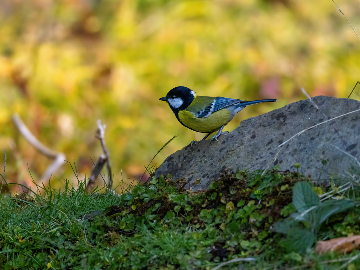 Зеленоспинная синица - ML646818355