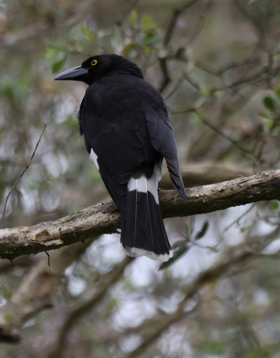 Пегий куравонг - ML646818356