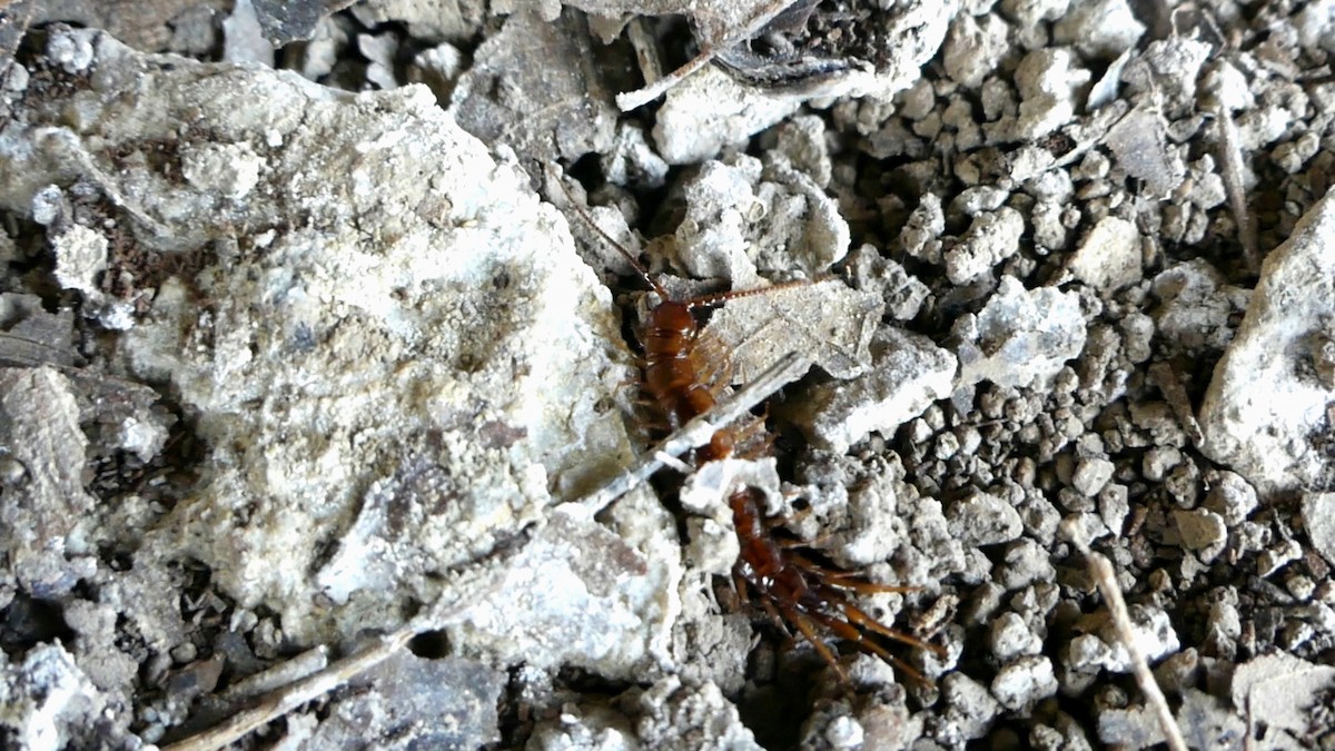 Brown Centipede - ML646818357