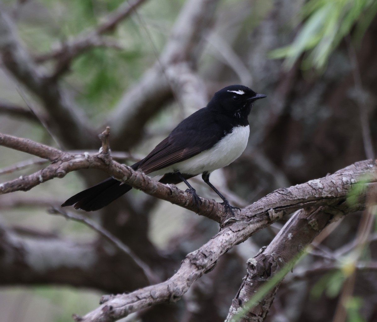 Чёрно-белая веерохвостка - ML646818369