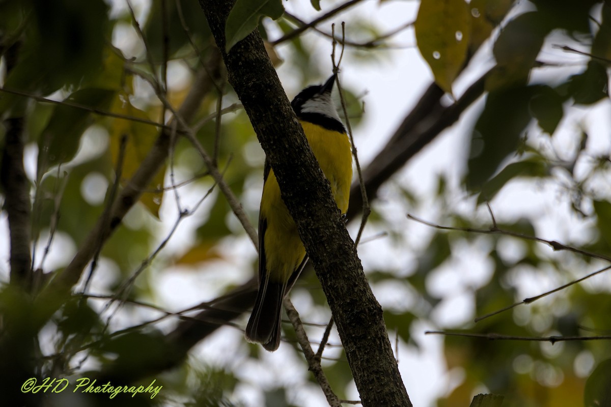 Golden Whistler - ML646818371