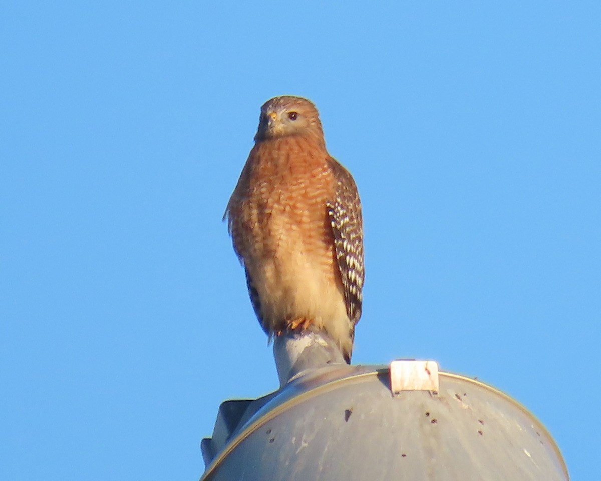 Red-shouldered Hawk - ML646818373