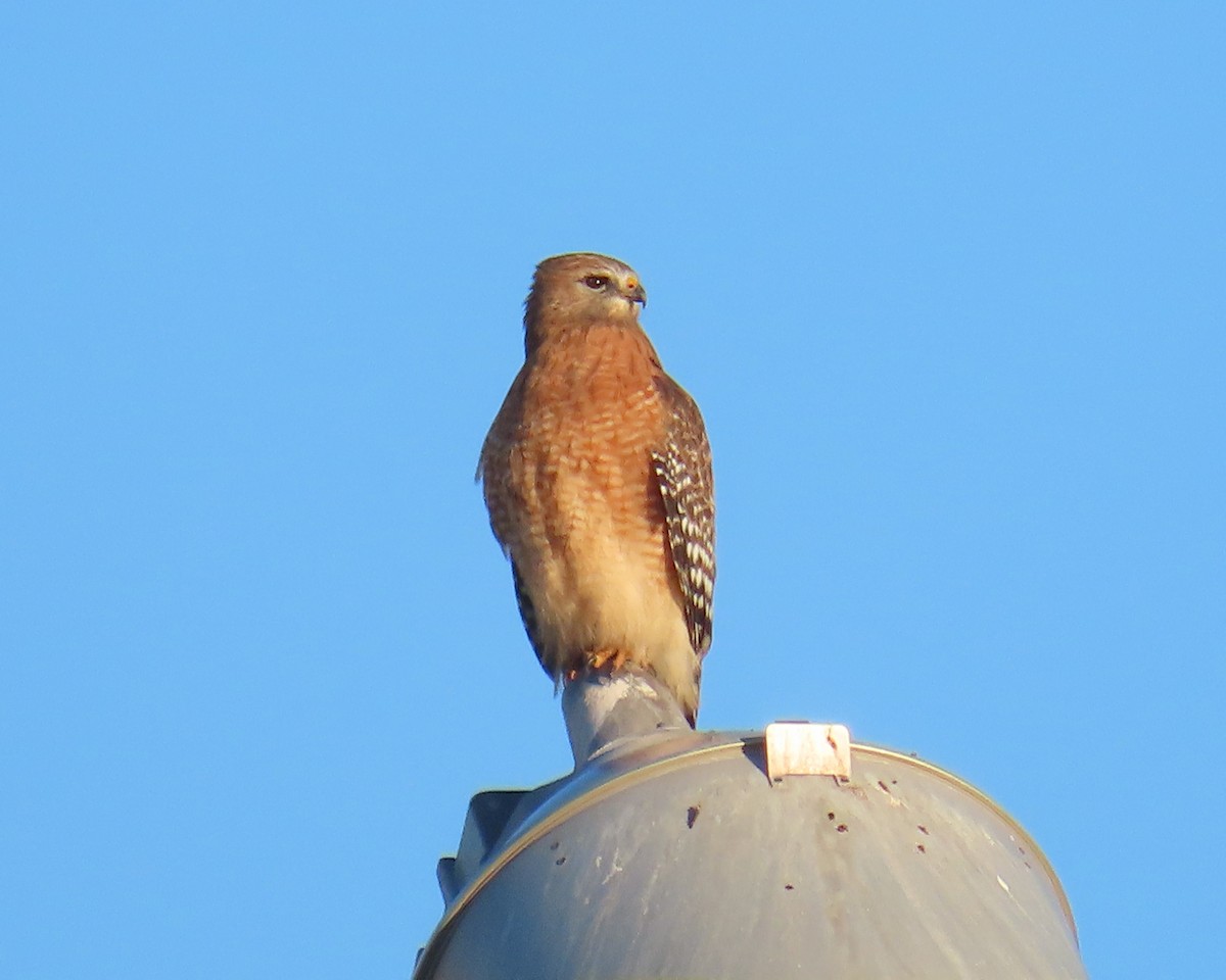 Red-shouldered Hawk - ML646818374