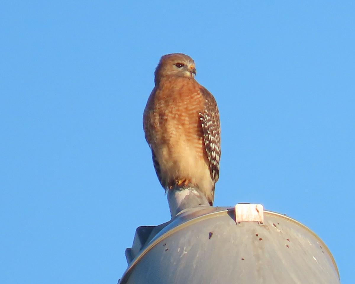Red-shouldered Hawk - ML646818375