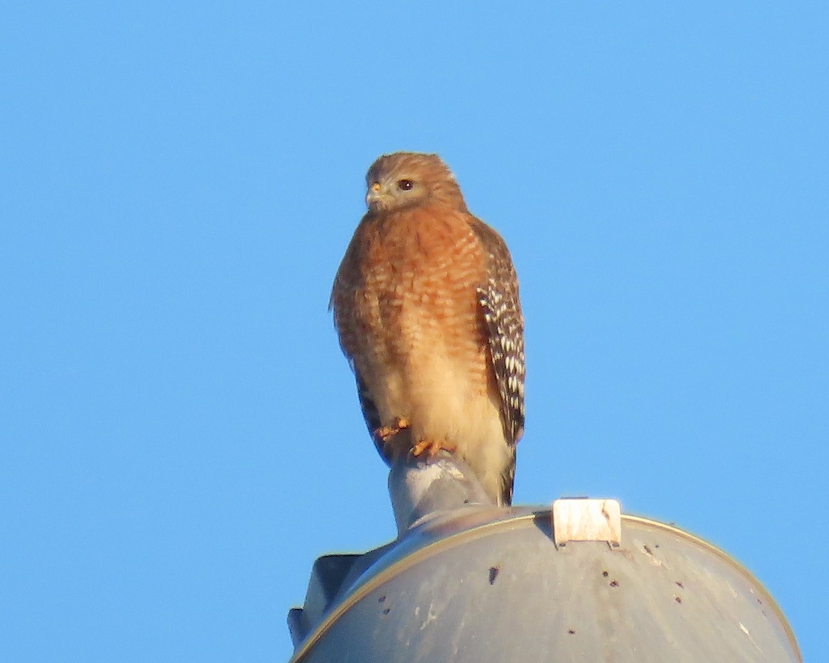 Red-shouldered Hawk - ML646818376