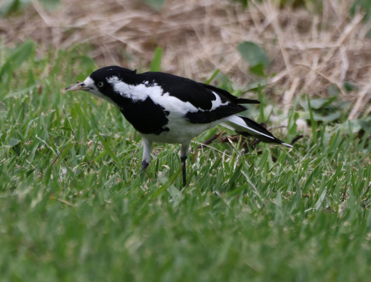 Сорочья граллина - ML646818378