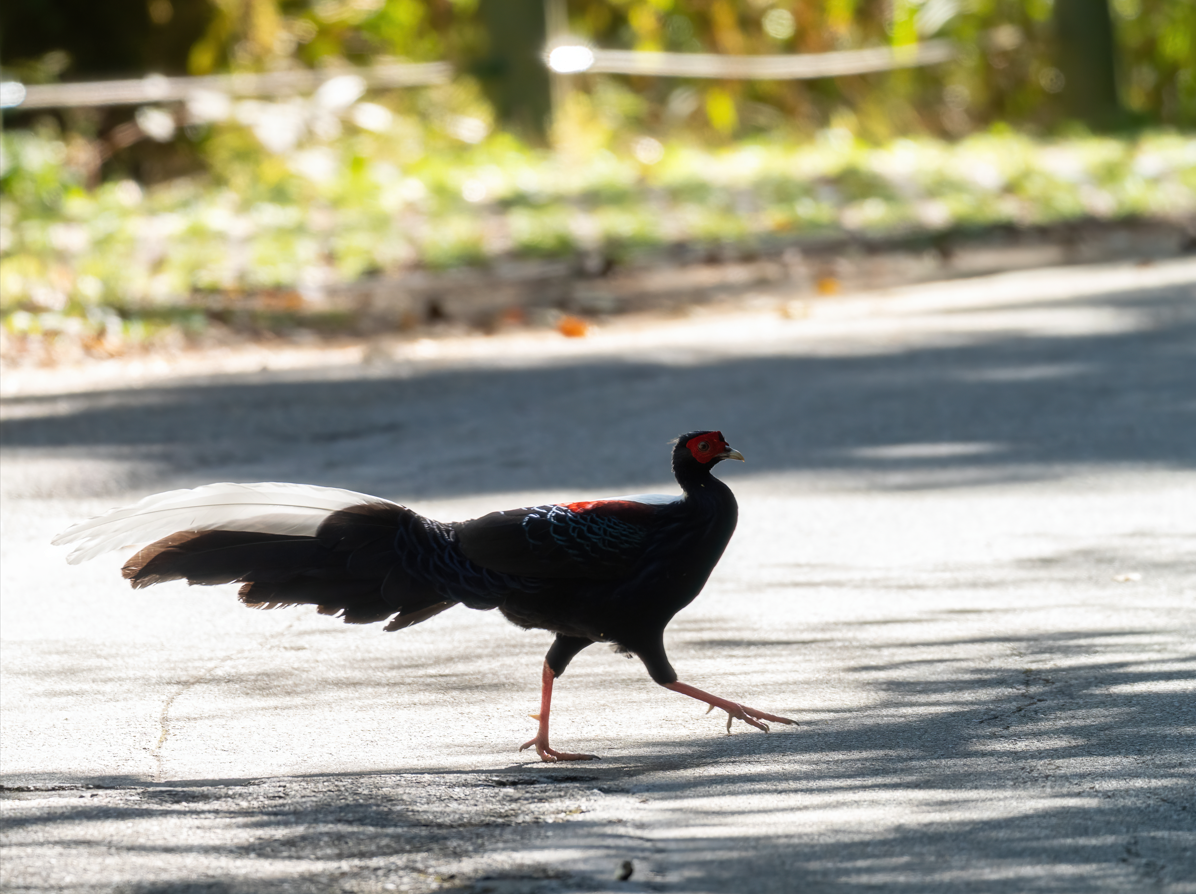 Тайваньский фазан - ML646818380